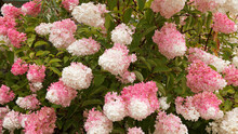 Panicled Hydrangea Or Hydrangea Paniculata Pink Diamond Or Interhydia Cultivar With Creamy-white And Pink Flowers As Garden Ornament In Sommer