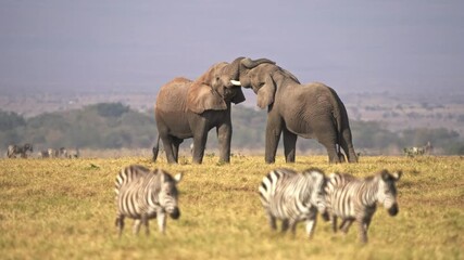 Wall Mural - Fight - African Bush Elephant - Loxodonta africana, two Elephant fight in svannah of Amboseli park in Kenya, tusks and trunks up, big strength, weight and muscles. Zebras coming in the foreground.