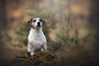 jack russell terrier dog in forest