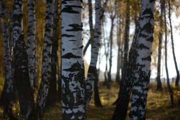 Canvas Print - Autumn walks in the fields, the beauty of autumn nature