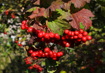 Wall Mural - branch of guelder rose or viburnum with ripe bright red berries