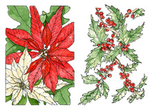 Watercolor Illustration Set Of Winter Compositions Of Poinsettia And Holly. Hand Drawn Christmas Sketch On White Background.