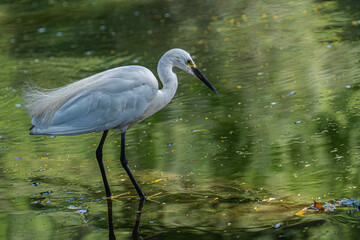 Poster - White egret bird perched by the lake