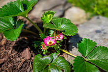 Closeup Of Pink Strawberries Berry Plant Flowers Blooming On Ground Vine In Home Garden Farm In Spring