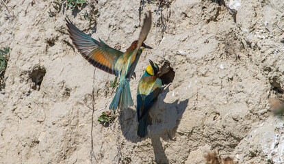 Sticker - Bee-eater in flight