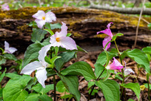 Purple Pink Wild Soft Trillium Wildflowers Flowers In Early Spring Field At Virginia Blue Ridge Mountains Of Wintergreen Resort On Hiking Forest Trail By Fallen Tree Trunk Log