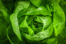 Closeup Of Leaves Lettuce Head With Strong Detailed Texture And Dark Gradient At Edges. Top View Of Fresh Butterhead Lettuce Or Bibb, Boston, Arctic King Salad. Natural Background.