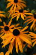 Sunny yellow flowers with a brown heart called rudbeckia fulgida goldsturm or perennial coneflower