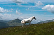 Horse on the Mountain
