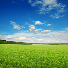  Square landscape with green pea field
