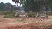 Grevys Zebra - Equus Grevyi Also Imperial Zebra, Largest Living Wild Equid, Most Threatened Of The Three Species, Found In Kenya And Ethiopia, Tall, Large Ears, Stripes Are Narrower.