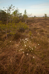 Canvas Print - Beautiful view of wild plants in a dry grassy field in Lithuania on a gloomy day