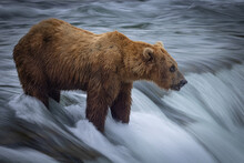 A Brown Bear (Ursus Arctos) Stands Atop A Waterfall With Blurred, Motion Water. 