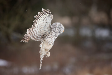 Wall Mural - Owl portrait in winter, ural owl in winter forest. Strix uralensis. Winter scene with a ural owl. Wildlife scene from nature.