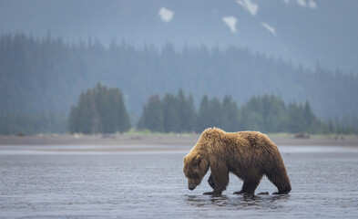 a brown bear digs for clams on the coast of lake clark national park, alaska.
