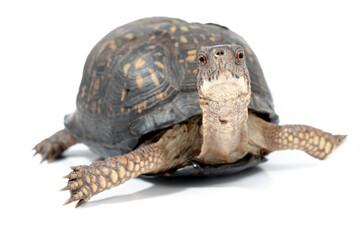 Wall Mural - Eastern Box Turtle with healed shell injury from getting run over on a road