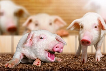 Pigs waiting for feed on a farm yard. swine in the stall. Portrait animal.