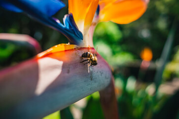 Wall Mural - bee on a flower
