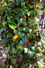 Climbing Ivy Plant On A Tree In The Park