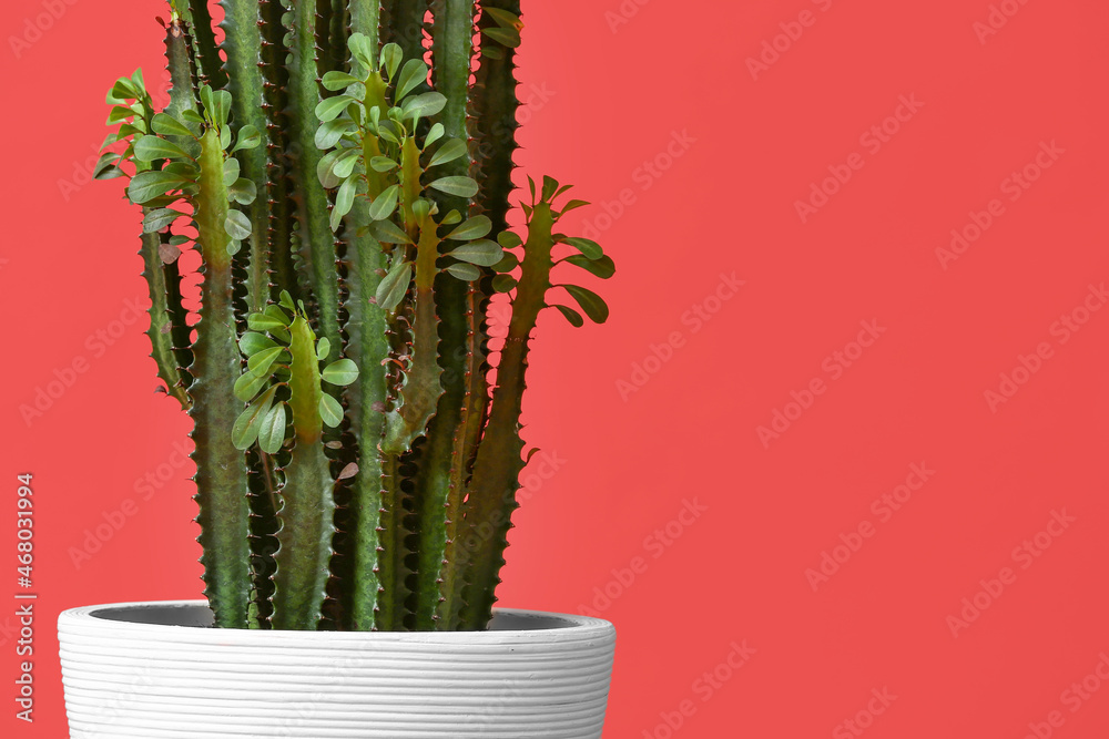 Pot with green plant on color background