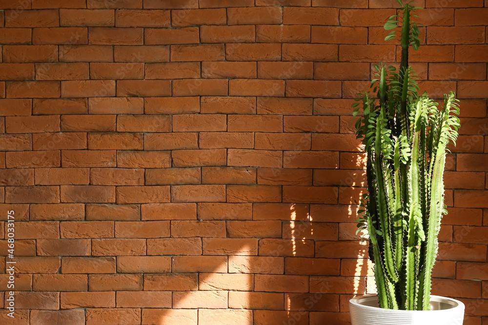 Green cactus near brick wall