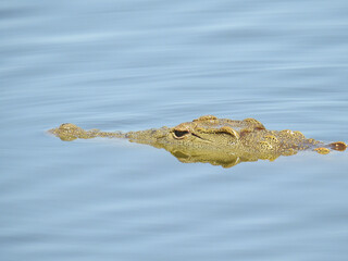 Sticker - Beautiful view of Crocodile head in a river in Kruger National Park in South Africa