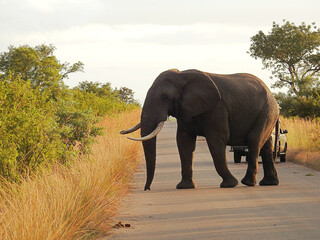 Wall Mural - Beautiful view of elephant in Kruger National Park in South Africa