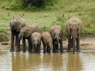 Canvas Print - Beautiful view of elephants drinking from the river in Kruger National Park in South Africa