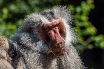 the hamadryas baboon, papio hamadryas is a species of baboon