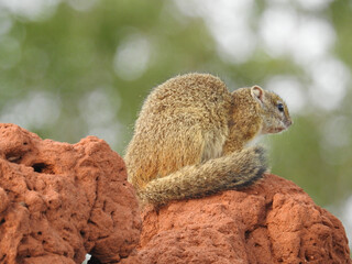 Wall Mural - Beautiful view of Squirrel in Kruger National Park in South Africa