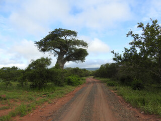 Sticker - Beautiful view of Kruger National Park in South Africa