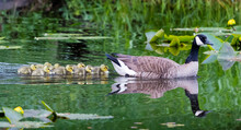 Goose And Goslings Swimming In A Pond, Canada