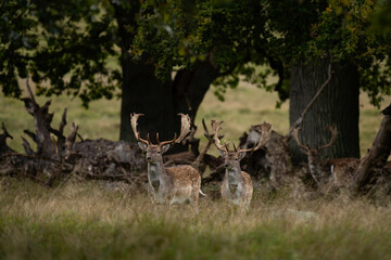 Wall Mural - Fallow deer walking next to forest. Deer during rutting time. European wildlife.