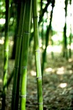 Fototapeta Sypialnia - Close-Up of Bamboo Stem