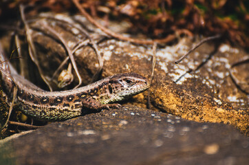 Poster - Closeup shot of Viviparous lizard on the stone surface on a sunny day