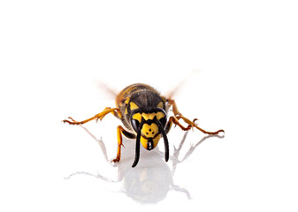 Wall Mural - Vespula germanica in studio