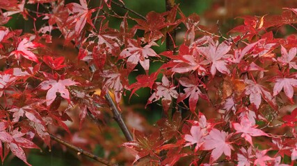 tokyo,japan - november 8, 2021: red maple leaves in the heavy rain in japan