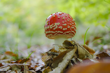 Closup Shot Of The Amanita Muscaria (Fly Agaric) Fungus In The Woods