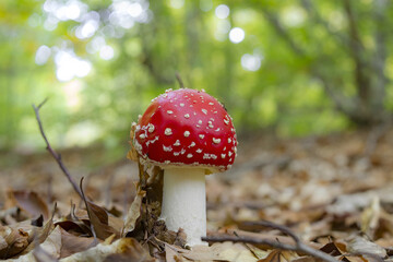 Sticker - Closup shot of the Amanita muscaria (Fly agaric) fungus in the woods