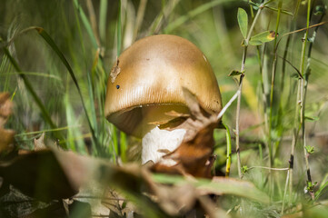 Wall Mural - Closup shot of the orange-brown ringless amanita fungus in the woods