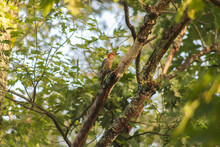 Low Angle Shot Of A Red-bellied Woodpecker Perched On A Tree Branch Under The Sunlight