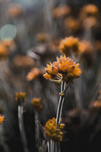 Vertical Closeup Shot Of Beautiful Orange Wildflowers In A Field