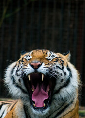 Canvas Print - Vertical closeup of the yawning tiger.