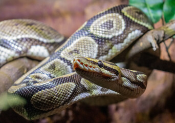 Sticker - Closeup of the ball python also called the royal python.