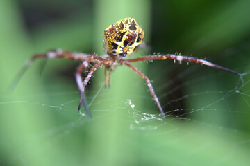 Photo of spider with blur background
