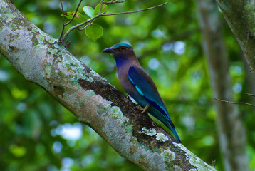 Poster - Indochinese Roller bird