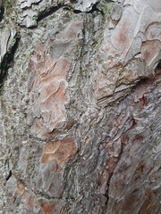 Sticker - Closeup shot of an old tree bark texture - for backgrounds and textures