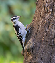 The Downy Woodpecker (Dryobates Pubescens) Feeding Oh The Dead Tree