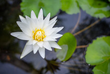 Selective Focus On Blooming White Lotus Flower With Blurred Background