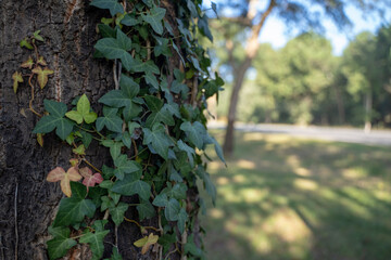 Wall Mural - Close up shot of a tree trunk with leaves